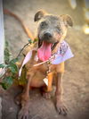 adoptable Dog in  named Evee - Adopt Me