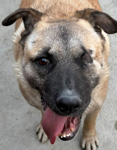 EVEE (COURTESY POST) -ADOPT ME - German Shepherd Dog available for adoption