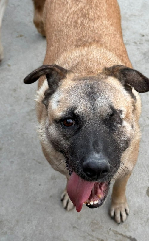EVEE (COURTESY POST) -ADOPT ME - German Shepherd Dog available for adoption