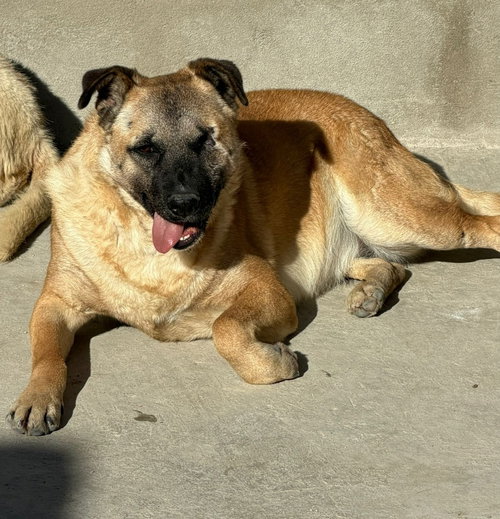 Evee (Courtesy Post) -Adopt Me photo 3