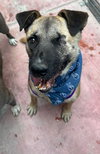 Evee (Courtesy Post) -Adopt Me - Photo 4