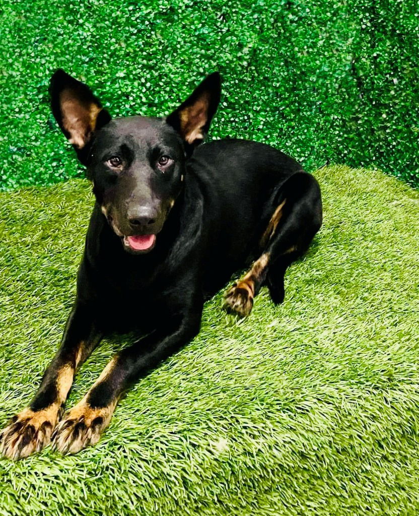 adoptable Dog in Lake Forest, CA named Kitty - Adopt Me!