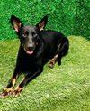 adoptable Dog in  named Kitty - Adopt Me!