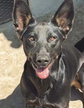 KITTY (COURTESY POST) - ADOPT ME! - German Shepherd Dog available for adoption