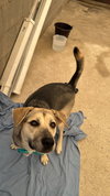 Maddex (Courtesy Post) - Adopt Me! - Photo 2