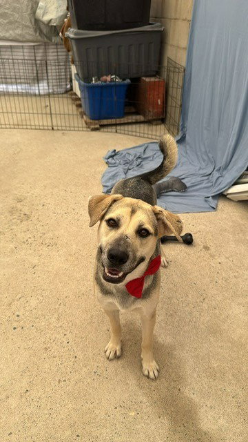 Maddex (Courtesy Post) - Adopt Me photo 3