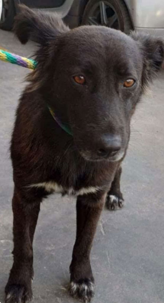 adoptable Dog in Lake Forest, CA named Mila - Adopt Me!