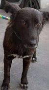 adoptable Dog in  named Mila - Adopt Me!
