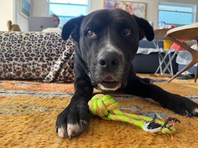 adoptable Dog in Lake Forest, CA named Monty - Courtesy Post