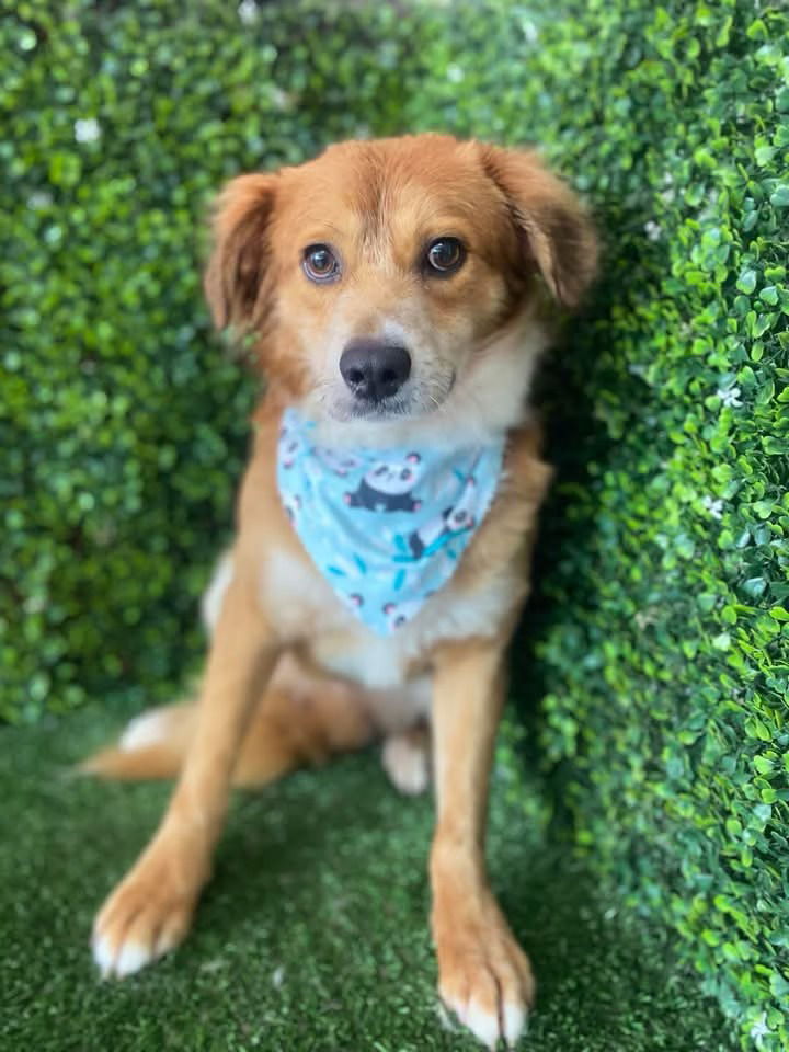 adoptable Dog in Lake Forest, CA named Oakley - Adopt Me!