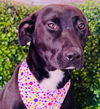 adoptable Dog in  named Tess - Adopt Me!