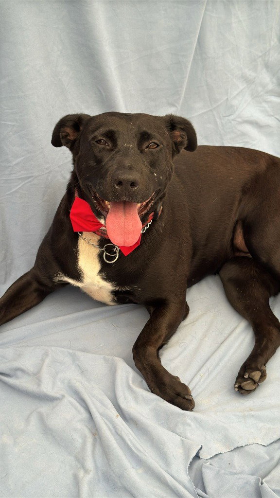 Tess - Courtesy Post Adopt Me!