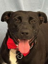 Tess (Courtesy Post) - Adopt Me! - Photo 1