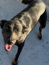 Tess (Courtesy Post) - Adopt Me! - Photo 2