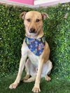 adoptable Dog in  named Winston - Adopt Me!