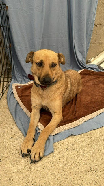 Winston - Adopt Me! (CP)