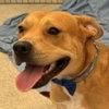 Winston (Courtesy Post) - Adopt Me! - Photo 1