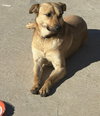 Winston (Courtesy Post) - Adopt Me! - Photo 2