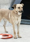Winston (Courtesy Post) - Adopt Me! - Photo 3