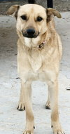 Winston (Courtesy Post) - Adopt Me! - Photo 4