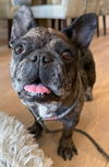 adoptable Dog in  named Cookie Crisp - Adopt Me!