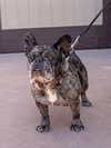 Cookie Crisp - Adopt Me! - Photo 2