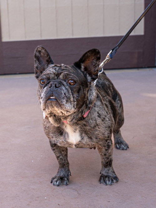 COOKIE CRISP - ADOPT ME! - French Bulldog available for adoption