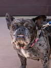 Cookie Crisp - Adopt Me! - Photo 3