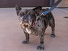 Cookie Crisp - Adopt Me! - Photo 4