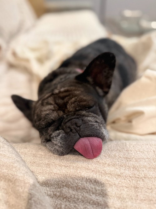 COOKIE CRISP - ADOPT ME! - French Bulldog available for adoption