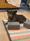 Cookie Crisp - Adopt Me! - Photo 3