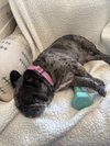 Cookie Crisp - Adopt Me! - Photo 4
