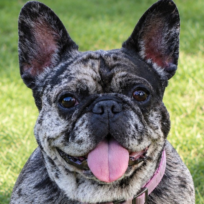 Cookie Crisp - Adopt Me! Image