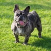 Cookie Crisp - Adopt Me! - Photo 2