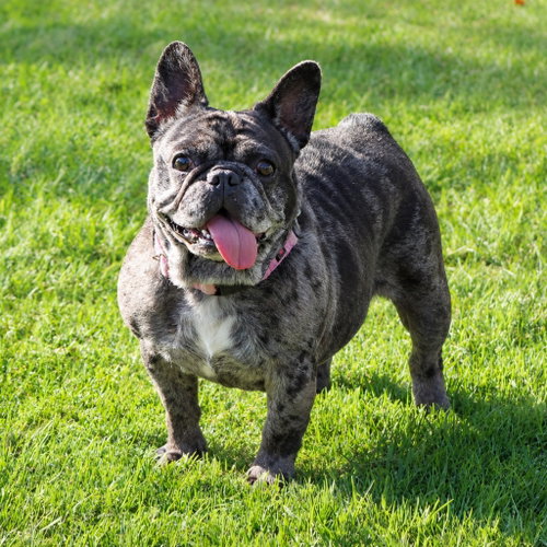 COOKIE CRISP - ADOPT ME! - French Bulldog available for adoption