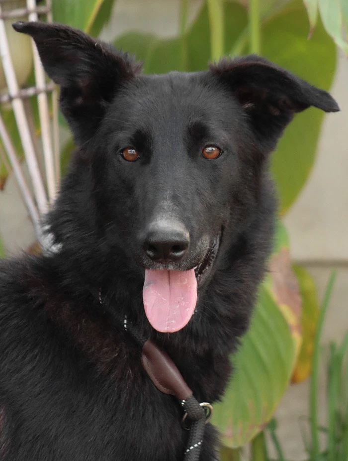 Meg March Courtesy Post - Adopt Me