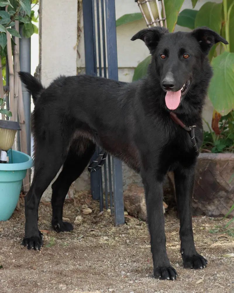 Meg March Courtesy Post - Adopt Me image 3