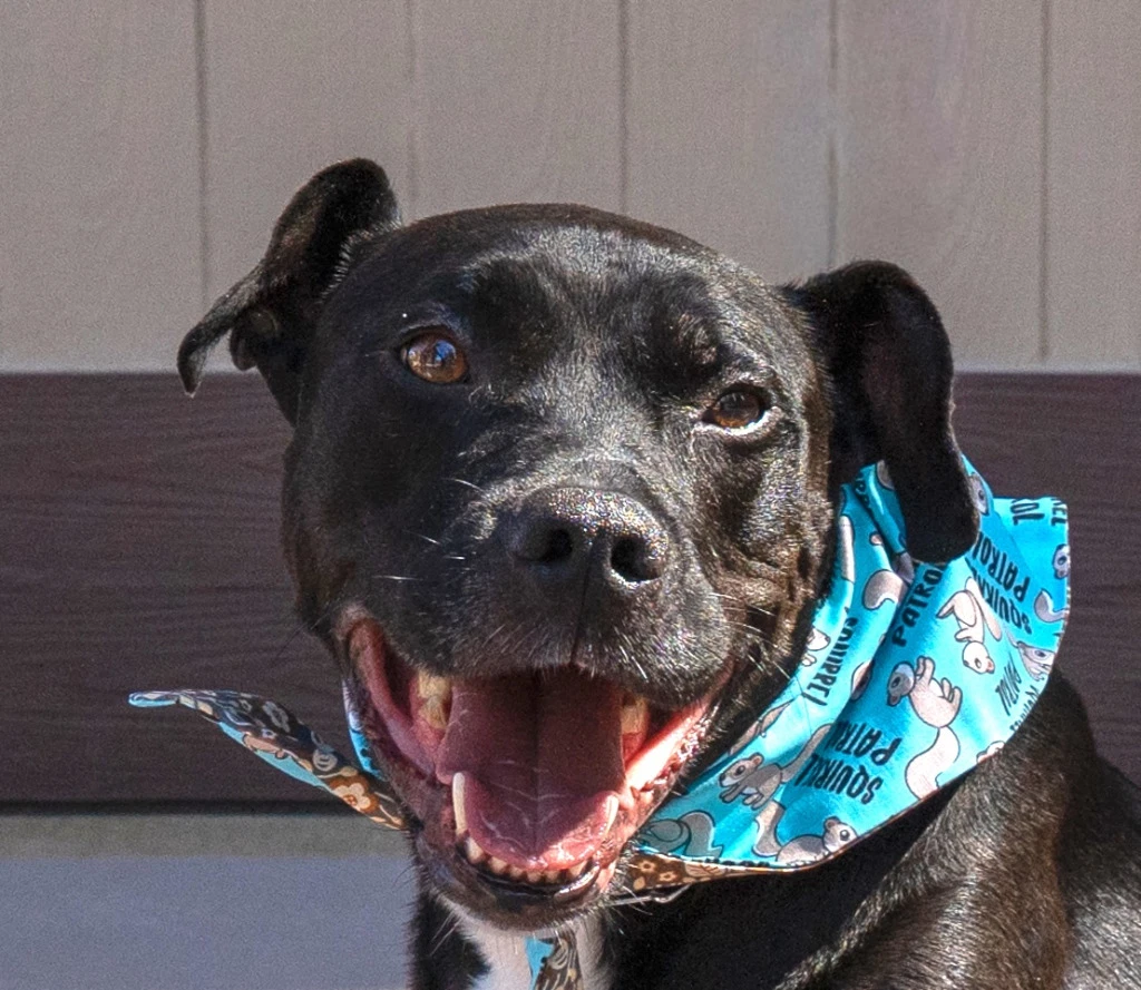 Chance Courtesy Post - Foster Or Adopt Me