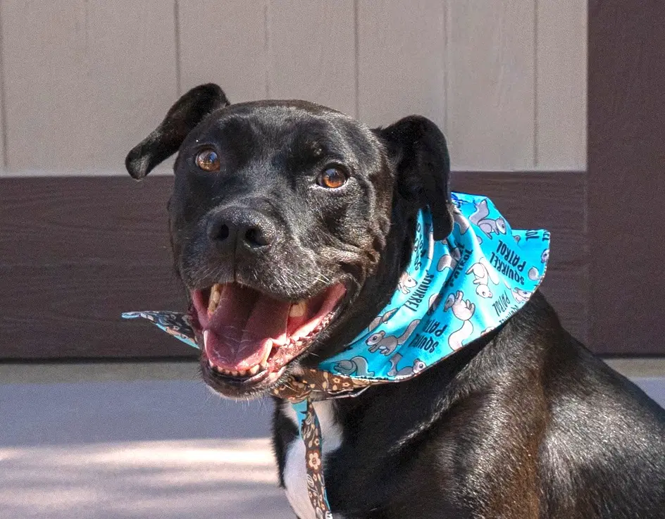 Chance Courtesy Post - Foster Or Adopt Me image 2