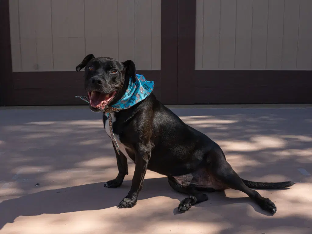 Chance Courtesy Post - Foster Or Adopt Me image 3