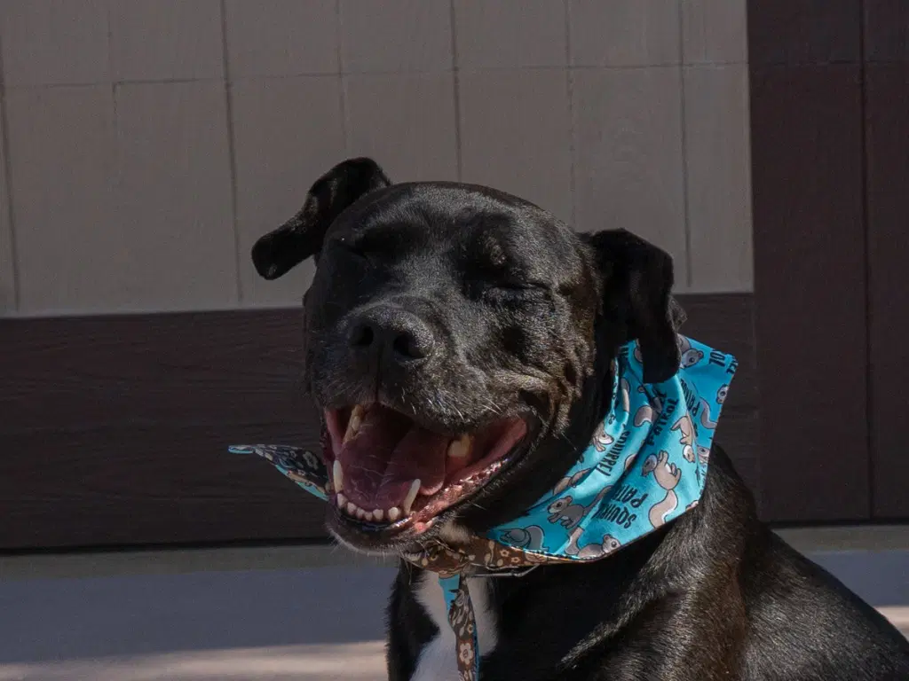 Chance Courtesy Post - Foster Or Adopt Me image 4