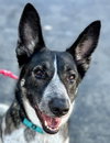 Cleo - Foster or Adopt Me! - Photo 3