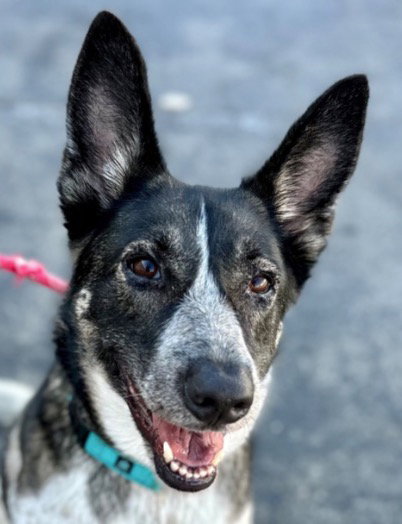 Cleo - Foster or Adopt Me photo 3