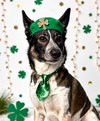 Cleo - Foster or Adopt Me! - Photo 4