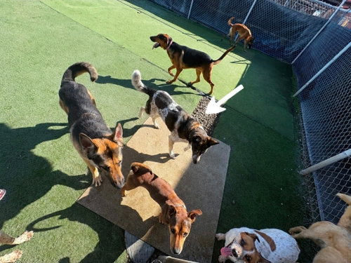 CLEO - FOSTER OR ADOPT ME! - Shepherd / Cattle Dog available for adoption