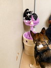 Cleo - Foster or Adopt Me! - Photo 3