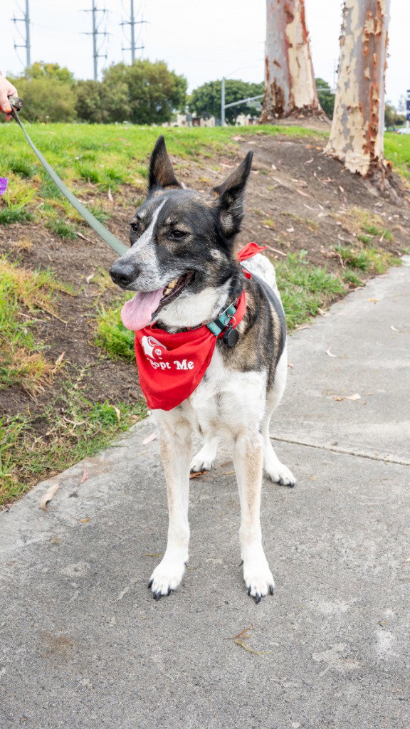 Cleo - Foster or Adopt Me!