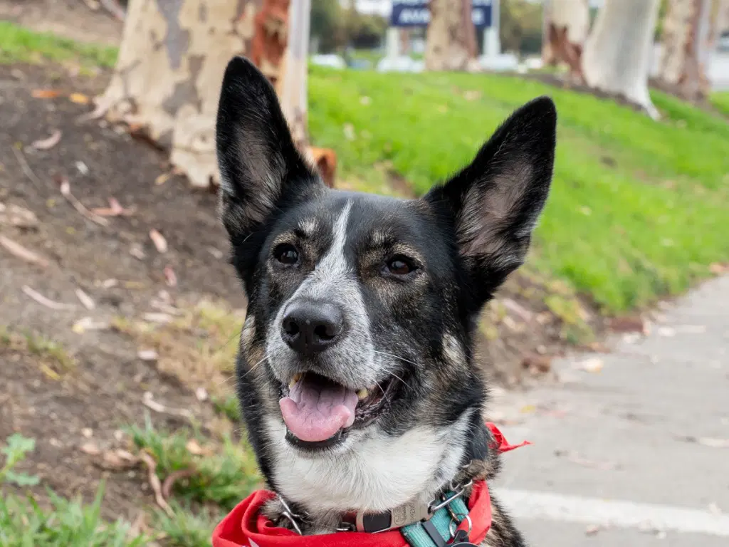Cleo - Foster Or Adopt Me - Cattle Dog