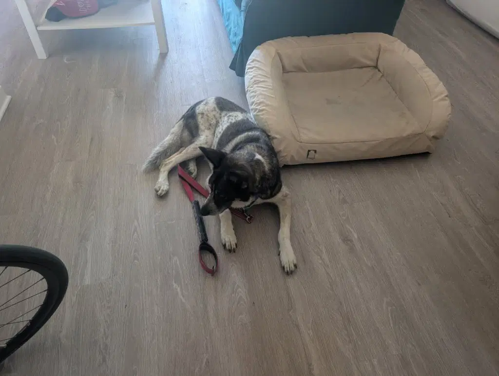 Cleo - Foster Or Adopt Me image 3