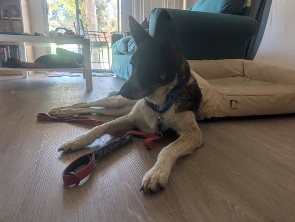 Cleo - Adopt Me!
